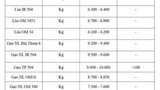 Giá lúa gạo hôm nay ngày 14/8/2026: Gạo nguyên liệu xuất khẩu tăng