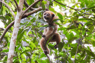 Gia Lai: Thả tê tê Java cùng nhiều động vật quý hiếm về rừng tự nhiên