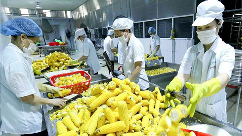 Nông lâm sản tăng mạnh xuất khẩu sau một năm EVFTA có hiệu lực