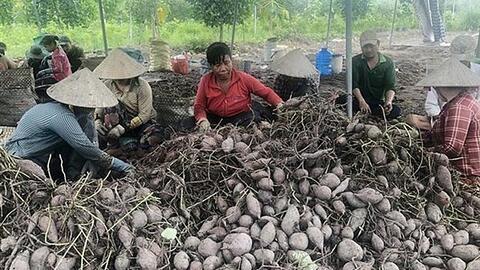 Đồng Tháp hỗ trợ tiêu thụ hơn 6.000 tấn khoai lang tím tồn đọng