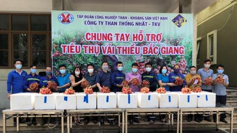 Công ty Than Thống Nhất hỗ trợ tiêu thụ gần 7 tấn vải thiều Bắc Giang