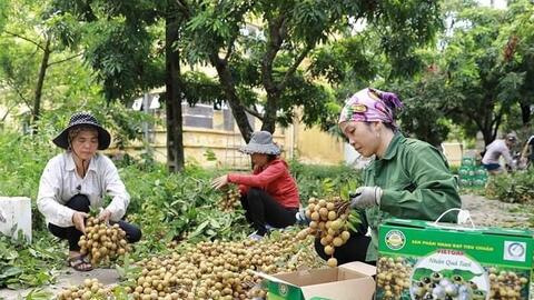 Mở rộng cơ hội xuất khẩu cho trái nhãn Việt Nam