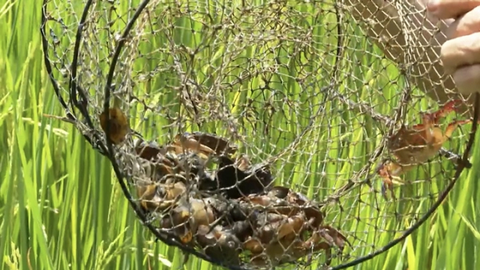 Hợp tác xã hữu cơ và hành trình hồi sinh cua cá