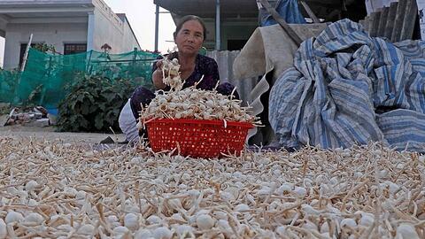 Quảng Ngãi: Tìm giải pháp hỗ trợ người dân huyện đảo Lý Sơn bán tỏi