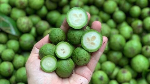 Lần đầu tiên xuất khẩu quả sấu đông lạnh sang Australia