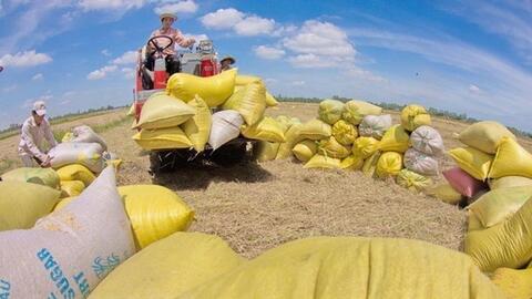 Giải quyết điểm nghẽn cho nông sản vào vụ: Khơi thông chuỗi hàng hóa