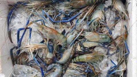Giá tôm càng xanh giảm mạnh, tồn đọng hàng nghìn tấn