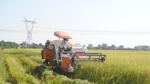 Thu hoạch lúa giúp các xã bị giãn cách