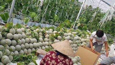 Tập đoàn Lộc Trời bao tiêu dưa lưới cho nông dân tham gia liên kết