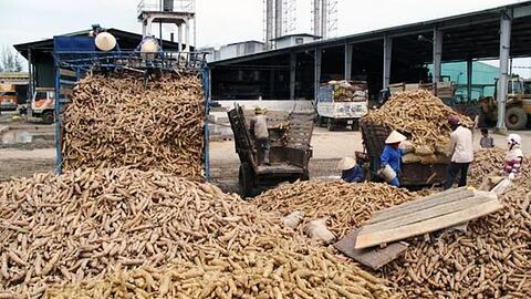 Giá sắn nguyên liệu tại các vùng trồng không có nhiều biến động
