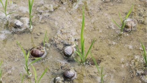 Khuyến cáo về việc diệt trừ ốc bươu vàng trong giai đoạn xuống giống vụ Thu Đông