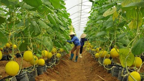 Ra mắt diễn đàn “Thông tin kết nối sản xuất và tiêu thụ nông sản”