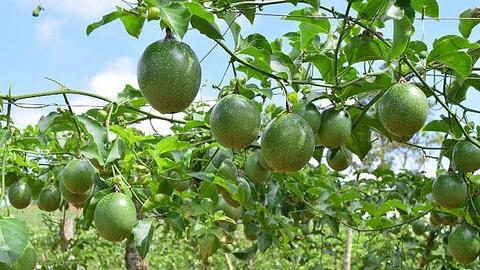 Gia Lai được mùa chanh dây, nông dân lãi hàng trăm triệu