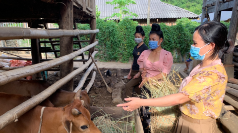 Sơn La: Hiệu quả mô hình đưa gia súc ra khỏi gầm sàn ở Ít Bon
