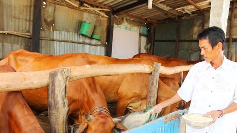 Cần Đước phát hiện bệnh viêm da nổi cục trên bò