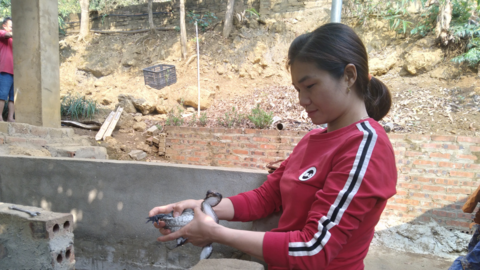 Nông dân Tây Bắc: Hội Nông dân Mường La hỗ trợ hội viên phát triển kinh tế