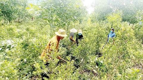 Cây tràm gió trên đất Xuân Lộc