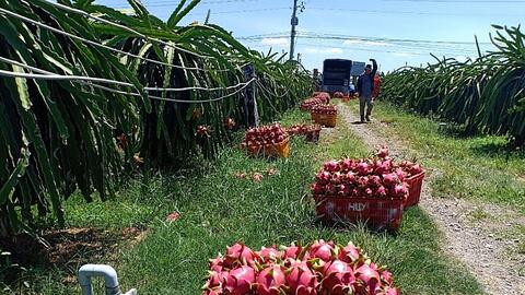 Thêm khó khăn cho nông sản Việt vào thị trường Trung Quốc