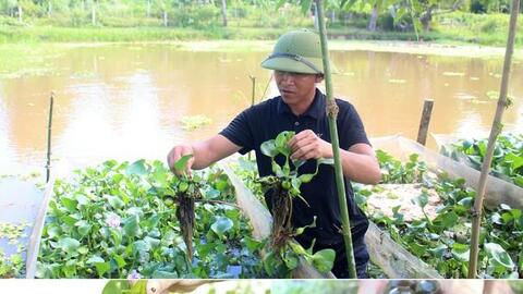 Nông dân Anh Sơn nhân rộng mô hình nuôi ốc bươu đen