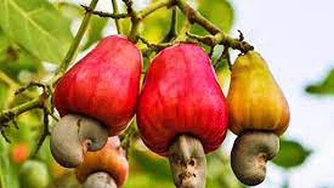 Hạt điều Việt Nam chiếm xấp xỉ 90% thị phần tại Mỹ