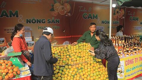 Xúc tiến thương mại sản phẩm cây có múi và sản phẩm OCOP tỉnh Hưng Yên năm 2021
