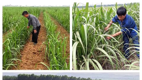 Công  ty CP Mía  đường Sông Con 'bắt tay' hiệu quả với nông dân