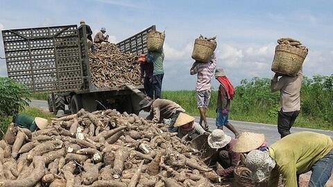 Trung Quốc giảm nhập khẩu sắn lát và tinh bột sắn của Việt Nam
