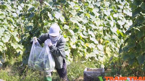 Nông dân Hà Nam trồng quả vừa to vừa dài, lời gấp 5-6 lần so với cây lúa