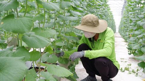 Ứng dụng công nghệ cao trong trồng dưa lưới