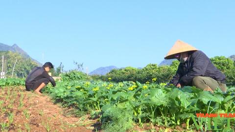 Nông thôn Tây Bắc: Thành phố Sơn La chú trọng sản xuất rau vụ đông an toàn và hiệu quả