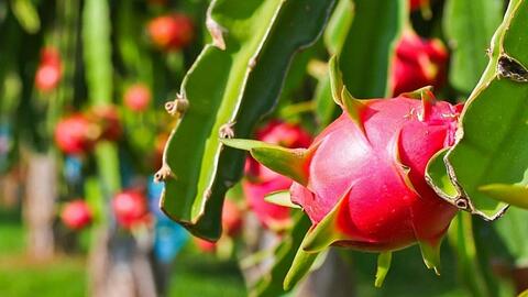 Trái cây lo ngại ách tắc sang thị trường Trung Quốc thời điểm cuối năm