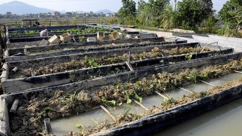 Nông dân Yên Thành nhân lươn giống bằng phương pháp sinh sản nhân tạo
