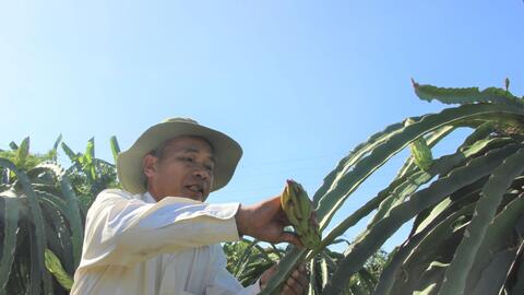 Châu Thành hỗ trợ 15 triệu đồng/ha cho nông dân trồng lại thanh long ứng dụng công nghệ cao