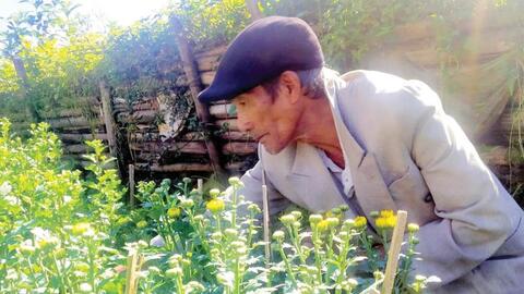 A Lưới chủ động tìm đầu ra cho hoa tết