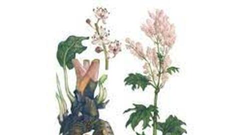 Nghiên cứu công nghệ sản xuất cao chiết chứa Anthraquinone từ Đại hoàng Rheum Sp. làm nguyên liệu sản xuất thuốc bảo vệ thực vật