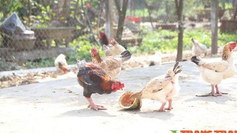 Loài gà trong sách đỏ có thịt thơm, ngon, người dân vô tư nuôi và buôn bán