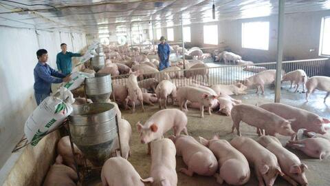 Giá heo hơi ngày 16/2: Ở cả ba miền có sự điều chỉnh giảm