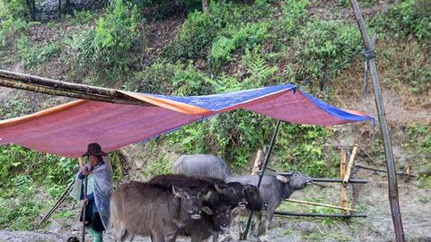 Lào Cai: Hơn 300 gia súc bị chết rét, thiệt hại trên 3 tỷ đồng