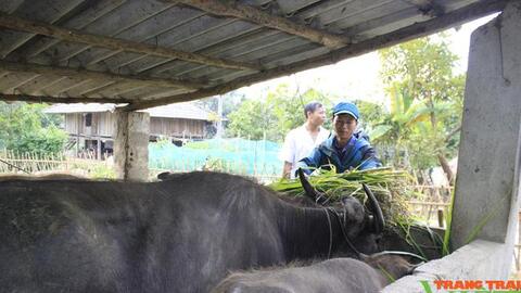 Lai Châu: Đôn đốc, kiểm tra phòng, chống rét cho gia súc