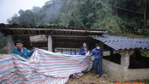 Nông thôn Tây Bắc: Lai Châu gồng mình chăm sóc "Đầu cơ nghiệp"