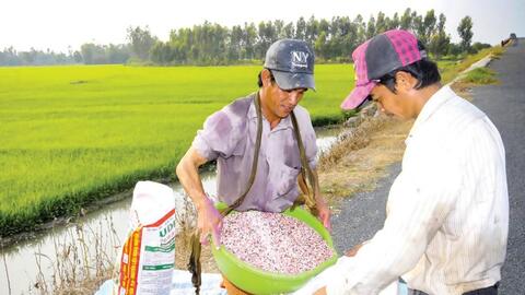 Giá phân bón giảm, nông dân vẫn lo chi phí sản xuất cao