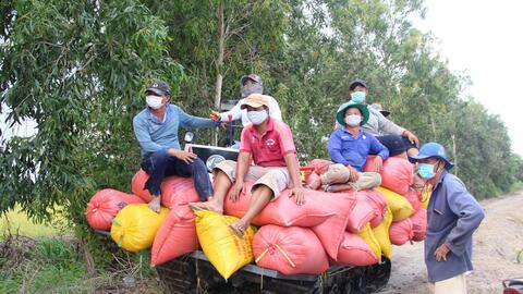 Giá lúa giảm, nông dân có lợi nhuận thấp