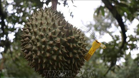 Cấp giấy chứng nhận nhãn hiệu tập thể cho trái sầu riêng tươi Krông Pắc