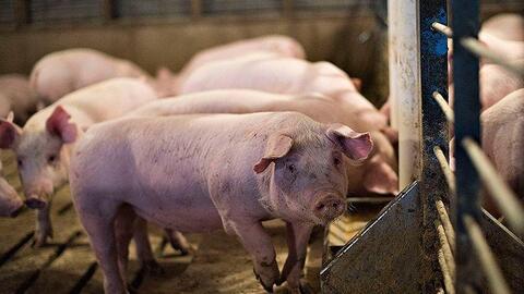 Giá heo hơi ngày 17/3: Giảm rải rác ở một số tỉnh thành