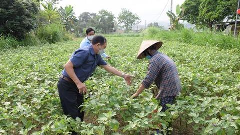 Cà pháo ở Yên Thành rớt giá tận đáy, chỉ 1.000 đồng/kg