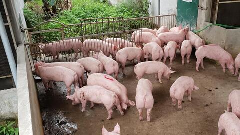 Giá heo hơi ngày 26/4: Điều chỉnh giảm nhẹ