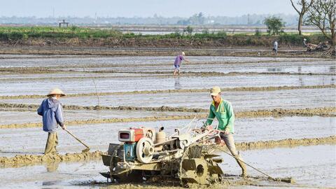 Gieo cấy kịp thời vụ lúa hè thu