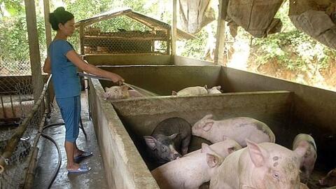 Hà Tĩnh: Xử phạt 2 trại nuôi lợn ở Nghi Xuân vì vi phạm về môi trường