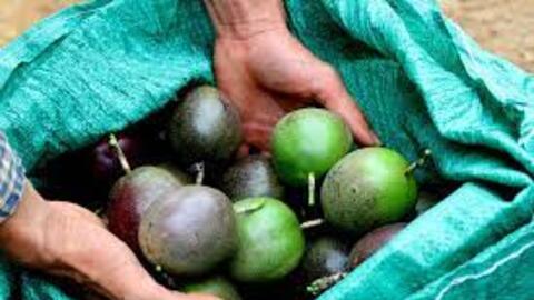 Thủ phủ chanh leo Nghệ An chết yểu