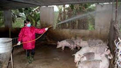 Nghệ An nguy cơ cao bùng phát dịch tả lợn châu Phi